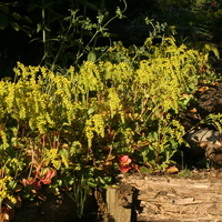 Chiastophyllum oppositifolium