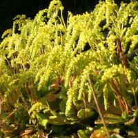 Chiastophyllum oppositifolium