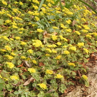 Chrysosplenium davidianum by ditch