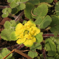 Chrysosplenium davidianum