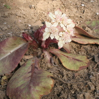 Chrysosplenium macrophyllum