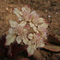 Chrysosplenium macrophyllum