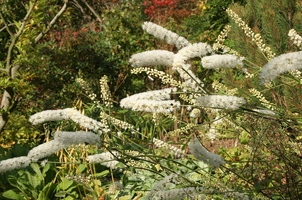 Actaea matsumurae 'White Pearl'