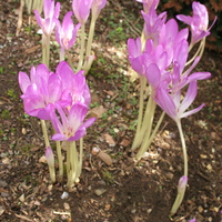 Colchicum 'Glory of Heemstede'