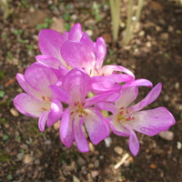Colchicum 'Glory of Heemstede'