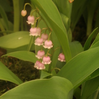 Convallaria majalis var. rosea