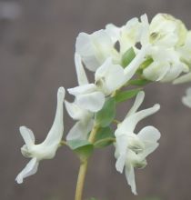 Corydalis malkensis
