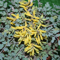 Corydalis wilsonii