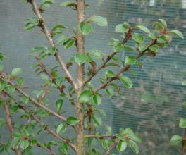 Cotoneaster forrestii