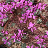 Cyclamen alpinum