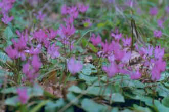 Cyclamen repandum subsp. peloponnesiacum