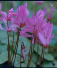 Cyclamen rhodium subsp. peloponnesiacum flowers