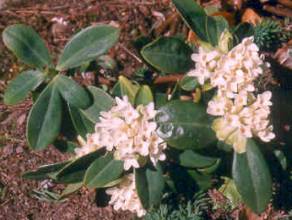 Daphne blagayana