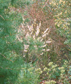 Daphne mezereum forma alba