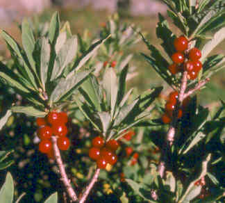 Daphne mezereum in fruit