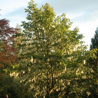 Davidia involucrata