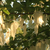 Davidia involucrata