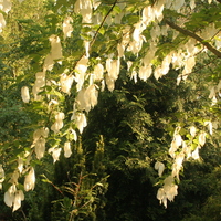 Davidia involucrata