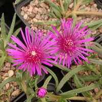 Delosperma 'John Proffitt'