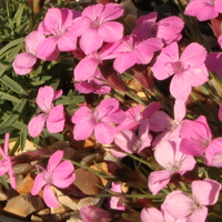 Dianthus microlepis var. degenii