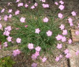 Dianthus monspessulanus
