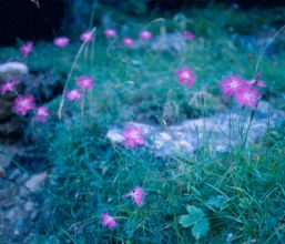 Dianthus monspessulanus