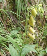 Digitalis grandiflora