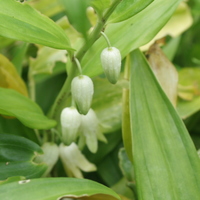 Disporopsis pernyi