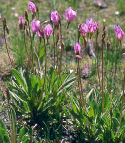 Primula (Dodecatheon) alpinum