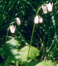 Primula (Dodecatheon) dentatum
