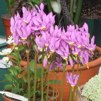 Dodecatheon jeffreyi