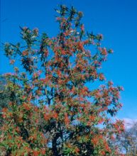 Embothrium coccineum