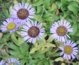 Erigeron glaucus 'Four Winds'