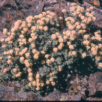 Eriogonum umbellatum