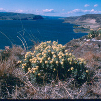 Eriogonum umbellatum