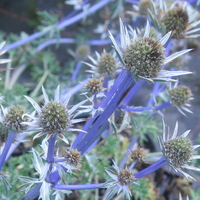Eryngium bourgatii