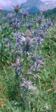 Eryngium bourgattii