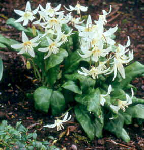 Erythronium californicum 'White Beauty'