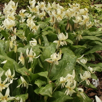 Erythronium californicum 'White Beauty'