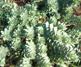 Euphorbia myrsinites