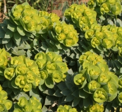 Euphorbia myrsinites