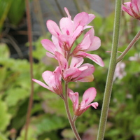 Francoa sonchifolia 'Pink Giant'