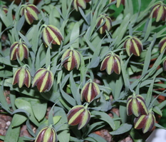 Fritillaria graeca subsp. graeca