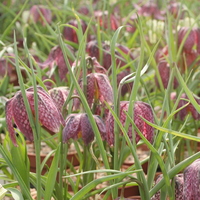 Fritillaria meleagris