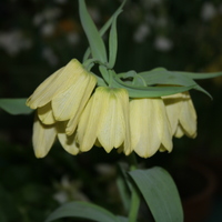 Fritillaria pallidiflora