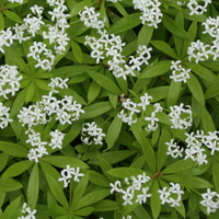 Galium odoratum
