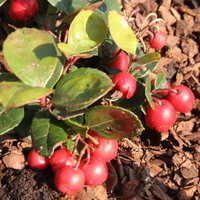 Gaultheria procumbens