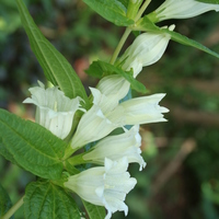 Gentiana asclepiadea var. alba