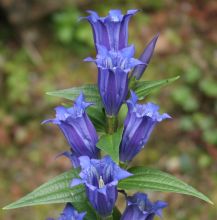 Gentiana asclepiadea 'Knightshayes'