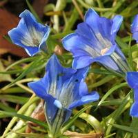 Gentiana 'Blue Silk'